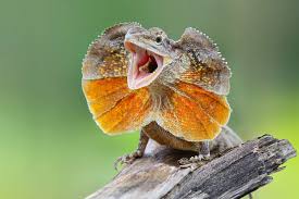 Frill-necked lizard